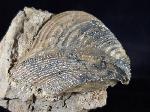 Trigonia interlaevigata (QUENSTEDT 1858) & Myophorella clavellata (SOWERBY) - Bild © FossNet FossilienStore